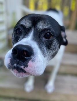 Rescue Boxer Dogs for Adoption in Westbrook, Connecticut - Charlie | PetCurious