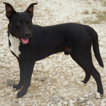 Rescue Terrier and Mixed Breed Dogs for Adoption in Austin, Texas - Ace JuM* | PetCurious