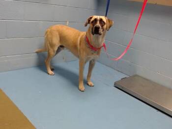 Rescue Shepherd Dogs for Adoption in San Marcos, California - URGENT! SAVE ME PLEASE! Yago - ID#A546530 | PetCurious