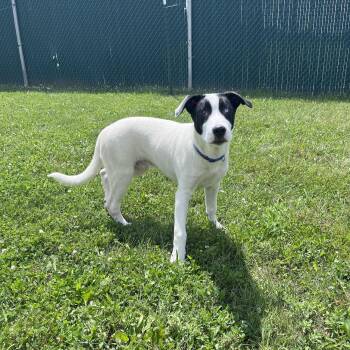 Delta -  Husky and Cattle Dog Dog for Adoption in West Jefferson, Ohio - Delta | PetCurious