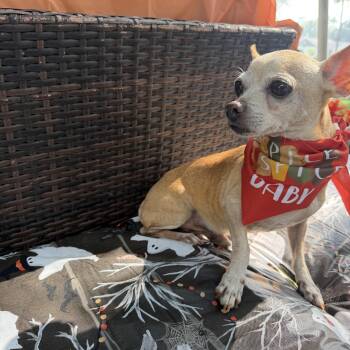 Billy Brown -  Chihuahua Dog for Adoption in Louise, Texas - Billy Brown | PetCurious