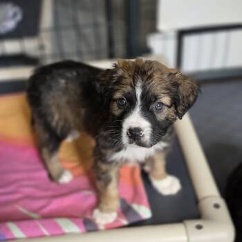 Border Collie and Great Pyrenees Dogs Available for Adoption in Blairstown, New Jersey - Apollo | PetCurious