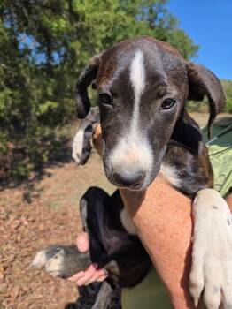 Mollie Wollie -  Border Collie and Mixed Breed Dog for Adoption in Zimmerman, Minnesota - Mollie Wollie | PetCurious