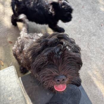 Havanese/Shih puppies -  Havanese and Shih Tzu Dog for Adoption in Rowlett, Texas - Havanese/Shih Puppies | PetCurious