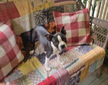 Lela Mae Boston -  Boston Terrier Dog for Adoption in Gillsville, Georgia - Lela Mae Boston | PetCurious