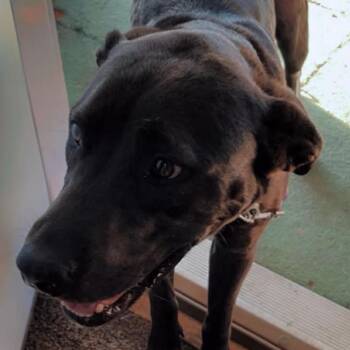 Evamore -  Labrador Retriever Dog for Adoption in Normal, Illinois - Evamore | PetCurious