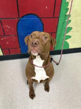 Labrador Retriever Dogs Available for Adoption - CINNAMON | PetCurious