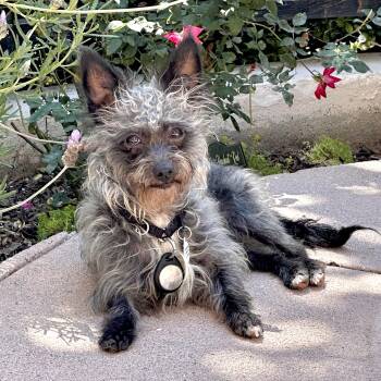 Mickie -  Cairn Terrier and Schnauzer Dog for Adoption in Santa Monica, California - Mickie | PetCurious
