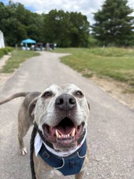 Minni -  Pit Bull Terrier Dog for Adoption in New Boston, New Hampshire - Minni | PetCurious