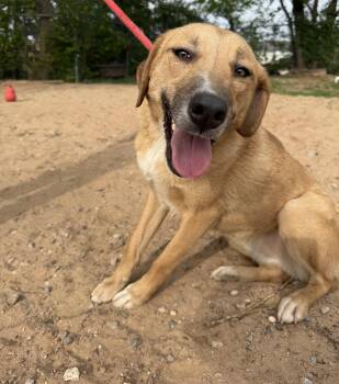 Rescue Yellow Labrador Retriever and Golden Retriever Dogs for Adoption in Oklahoma City, Oklahoma - Priscilla Vanilla | PetCurious