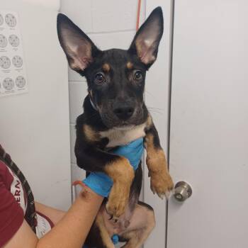 Franklin -  Shepherd and Mixed Breed Dog for Adoption in Hattiesburg, Mississippi - Franklin | PetCurious
