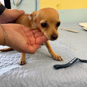 Baymax -  Chihuahua and None Dog for Adoption in Chico, California - Baymax | PetCurious