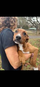Rescue Mixed Breed Dogs for Adoption in Lawrenceburg, Tennessee - Micky | PetCurious