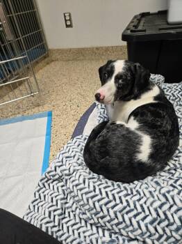 Dachshund Dogs Available for Adoption - Daisy | PetCurious