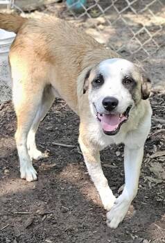 Rescue Australian Shepherd and Great Pyrenees Dogs for Adoption in Columbia, Missouri - Coone | PetCurious