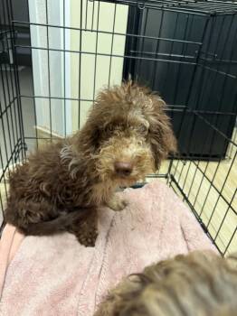 Expresso -  Labrador Retriever and Poodle Dog for Adoption in Valrico, Florida - Expresso | PetCurious