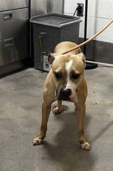 KRISS -  Pit Bull Terrier Dog for Adoption - KRISS | PetCurious