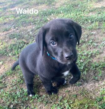 Labrador Retriever and Golden Retriever Dogs Available for Adoption in Glocester, Rhode Island - Waldo | PetCurious
