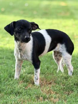 Swiss -  Chiweenie and Miniature Pinscher Dog for Adoption in Gilbert, Arizona - Swiss | PetCurious