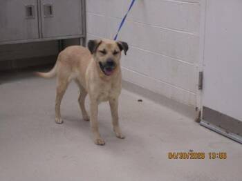 Labrador Retriever Dogs Available for Adoption in Marietta, Georgia - Sammy(405) | PetCurious