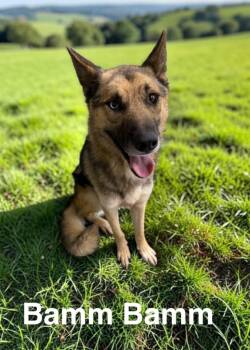 Bam Bam -  German Shepherd Dog Dog for Adoption in Camden, Tennessee - Bam Bam | PetCurious