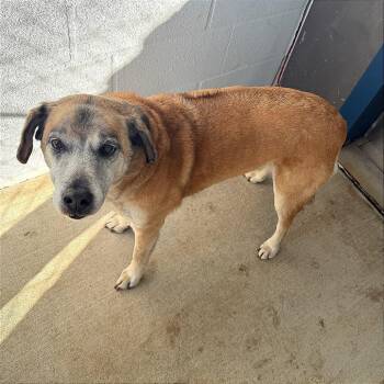 Shepherd Dogs Available for Adoption - Velvet | PetCurious