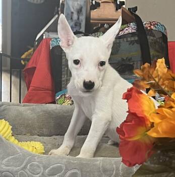 Rescue Rat Terrier and Chihuahua Dogs for Adoption in Phoenix, Arizona - Princess Ariel | PetCurious