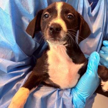 Bettina -  Mixed Breed Dog for Adoption in Huntington, West Virginia - Bettina | PetCurious