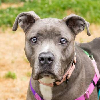 Shadow -  Mixed Breed Dog for Adoption in Middletown, Rhode Island - Shadow | PetCurious