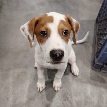 Slug -  Labrador Retriever and Hound Dog for Adoption in Beulaville, North Carolina - Slug | PetCurious