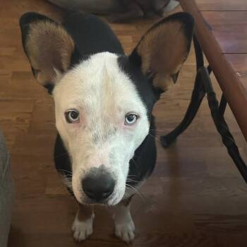 Corgi and Husky Dogs Available for Adoption in South Houston, Texas - Altuve | PetCurious