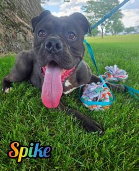 Rescue English Bulldog Dogs for Adoption in Valparaiso, Indiana - Spike | PetCurious