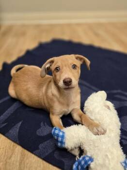Rescue Retriever Dogs for Adoption in Woodstock, Illinois - Rumi | PetCurious