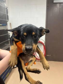 Zap -  Australian Cattle Dog Blue Heeler Dog for Adoption in Nacogdoches, Texas - Zap | PetCurious