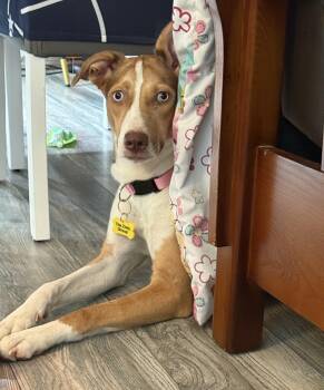 Rescue Australian Shepherd Dogs for Adoption in Houston, Texas - Zenyatte | PetCurious