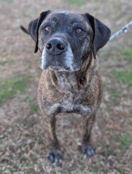 Car Jacker -  Mastiff Dog for Adoption in Richmond, Virginia - Car Jacker | PetCurious