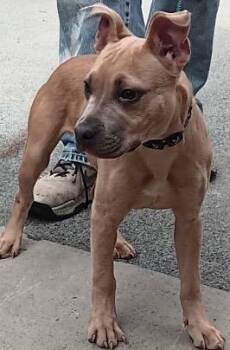 Harley -  Pit Bull Terrier Dog for Adoption in Elizabethton, Tennessee - Harley | PetCurious
