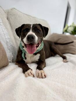 Dypso Dipsy Doze -  Pit Bull Terrier Dog for Adoption in Friendswood, Texas - Dypso Dipsy Doze | PetCurious
