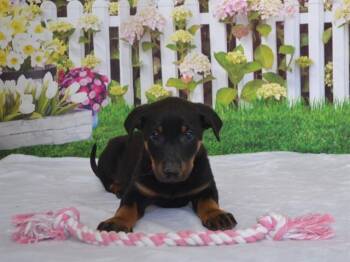 Rottweiler and Mixed Breed Dogs Available for Adoption - MADELINE | PetCurious