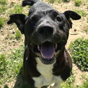 Pit Bull Terrier Dogs Available for Adoption in Birmingham, Alabama - Paula | PetCurious