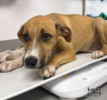 Eclair -  Shepherd and Labrador Retriever Dog for Adoption in Washington, District Of Columbia - Eclair | PetCurious