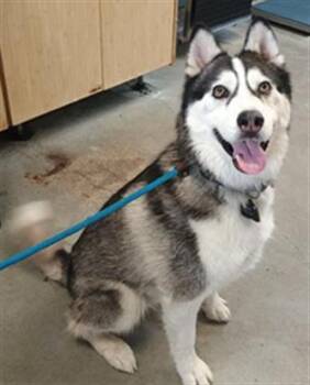 Husky Dogs Available for Adoption in Camarillo, California - OREO | PetCurious