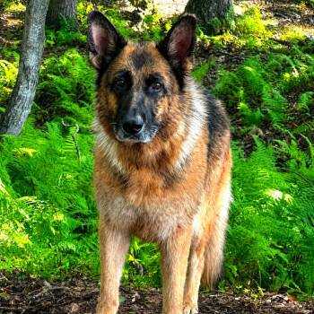 Candy (26-334) -  German Shepherd Dog Dog for Adoption in New Ringgold, Pennsylvania - Candy (26-334) | PetCurious