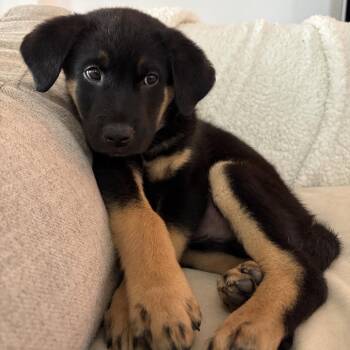 Labrador Retriever and Shepherd Dogs Available for Adoption in Boerne, Texas - Sylvan | PetCurious