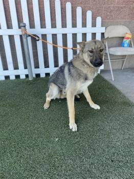 German Shepherd Dog Dogs Available for Adoption - A608167 | PetCurious