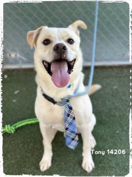 Rescue Siberian Husky and Shepherd Dogs for Adoption in Marietta, Georgia - TONY | PetCurious