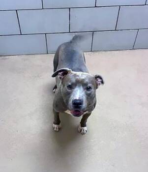 Mixed Breed Dogs Available for Adoption - Whirlpool | PetCurious