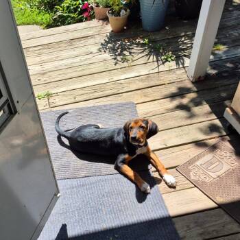Raider -  Coonhound and Mixed Breed Dog for Adoption in Walworth, New York - Raider | PetCurious