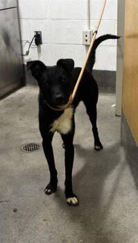 CYPRESS -  Labrador Retriever Dog for Adoption - CYPRESS | PetCurious