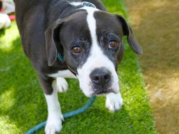 Pit Bull Terrier and Labrador Retriever Dogs Available for Adoption in Tallahassee, Florida - FLOWER | PetCurious